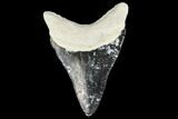 Serrated, Fossil Megalodon Tooth - Florida #114093-1